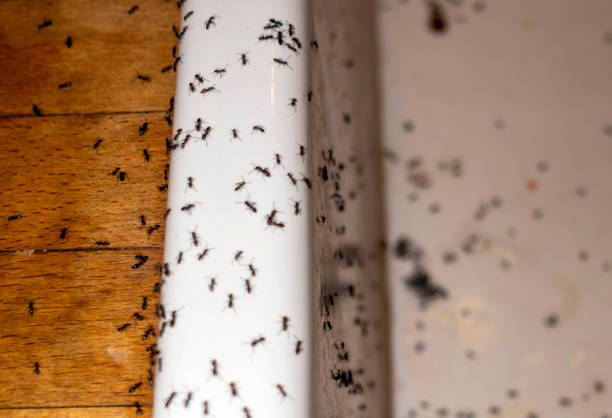 Pest Prevention Services in Spearfish, SD