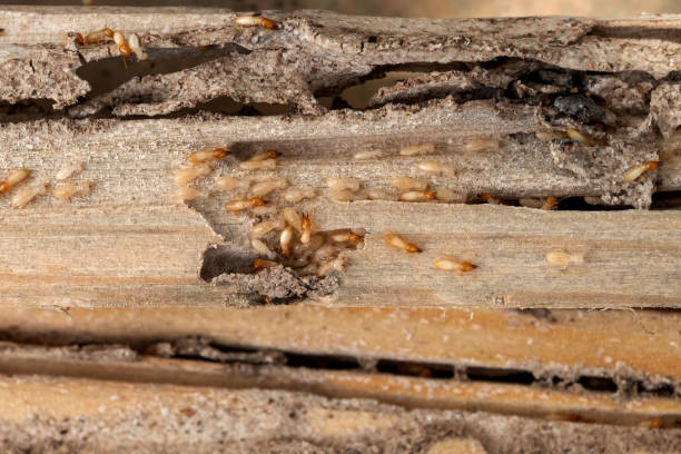 Best Pest Prevention Services  in Spearfish, SD